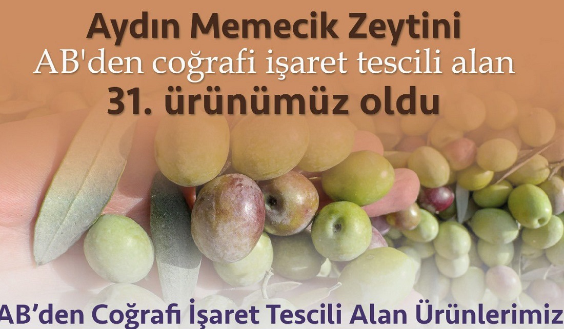 Aydın Memecik Zeytini AB’den coğrafi işaret tescili aldı